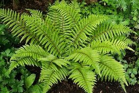 Compresas para o tratamento de varices